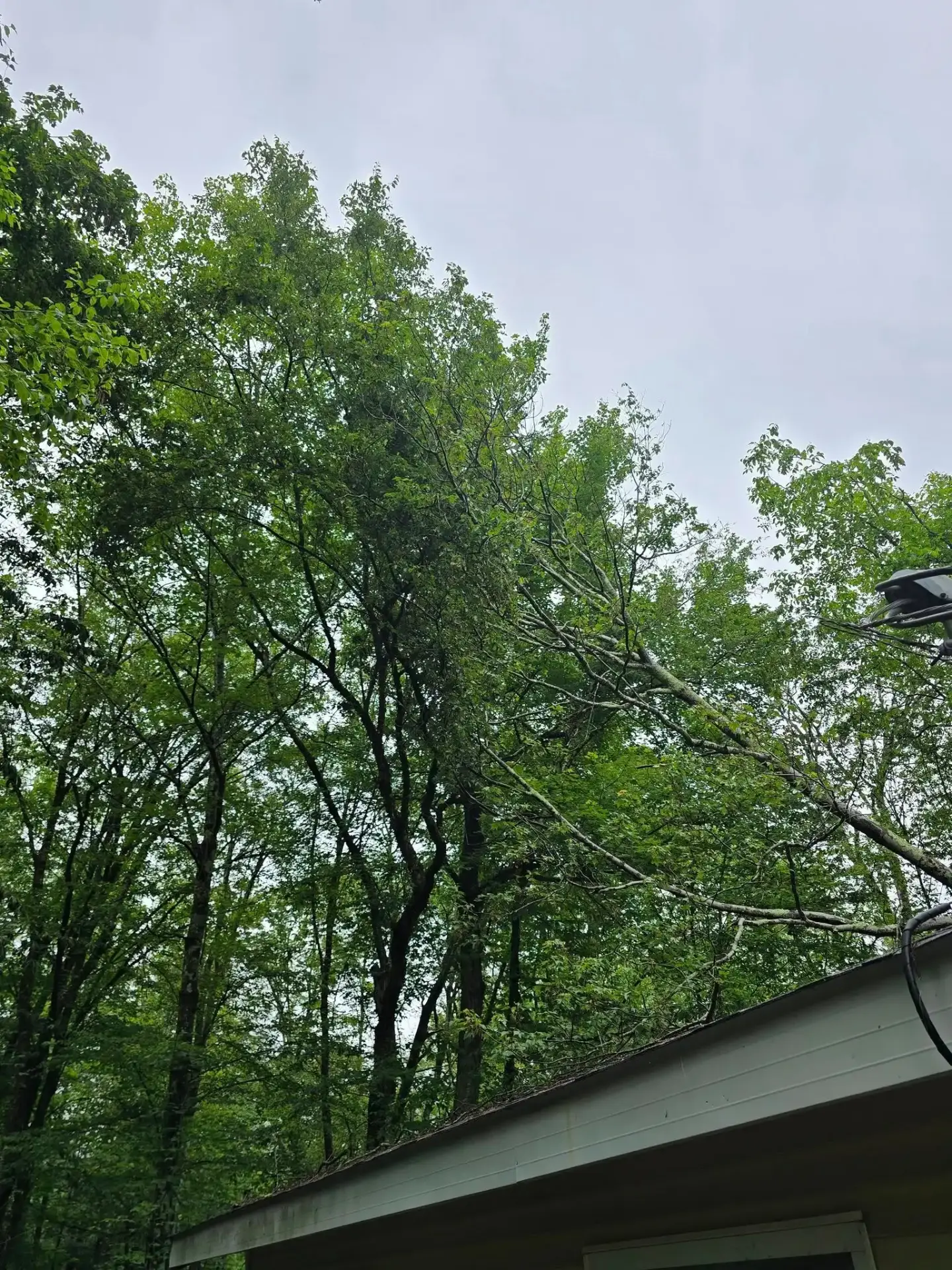 Emergency tree service - hanging branches