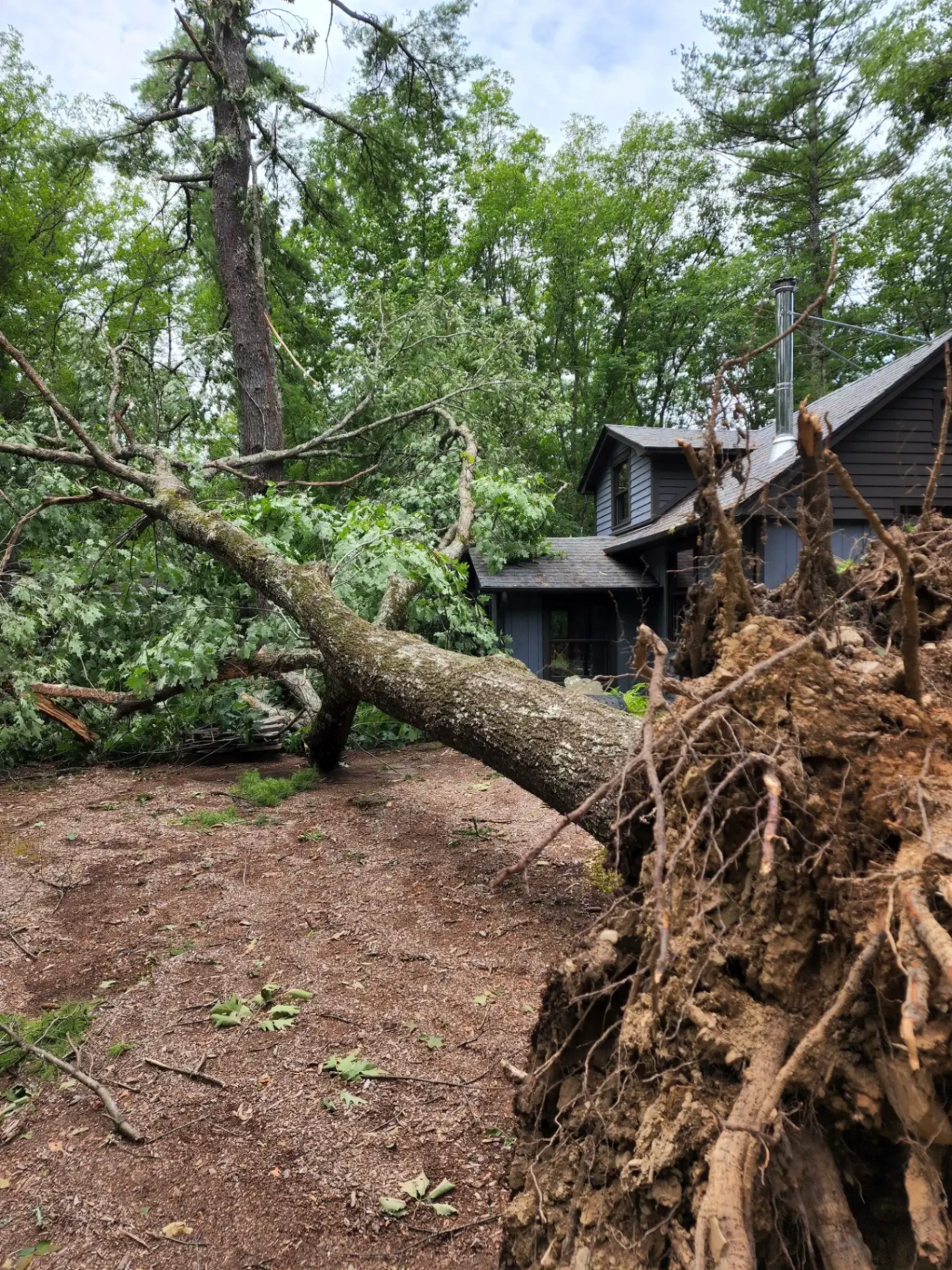 Emergency fallen tree with exposed roots