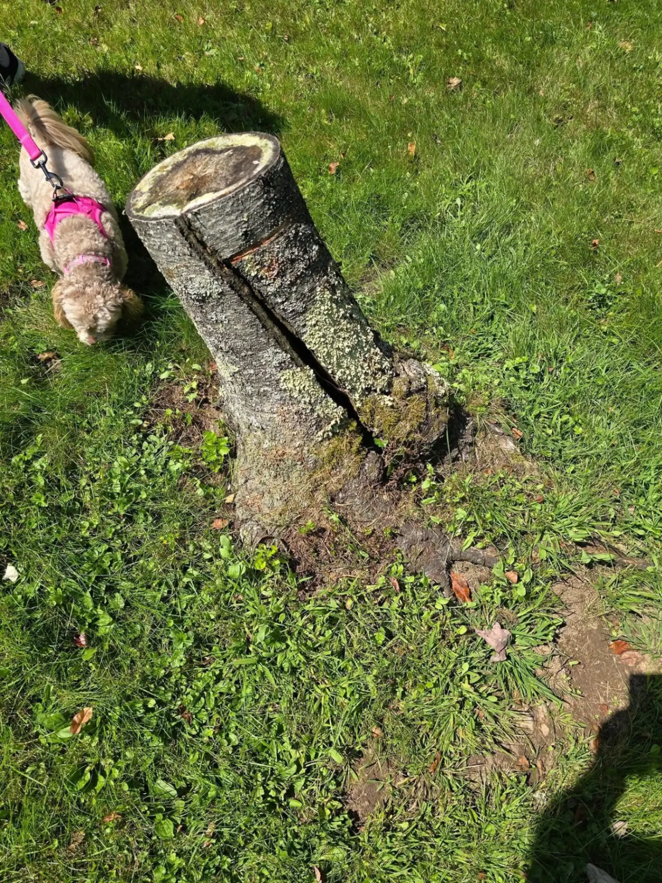 Stump Grinding in Ulster County NY