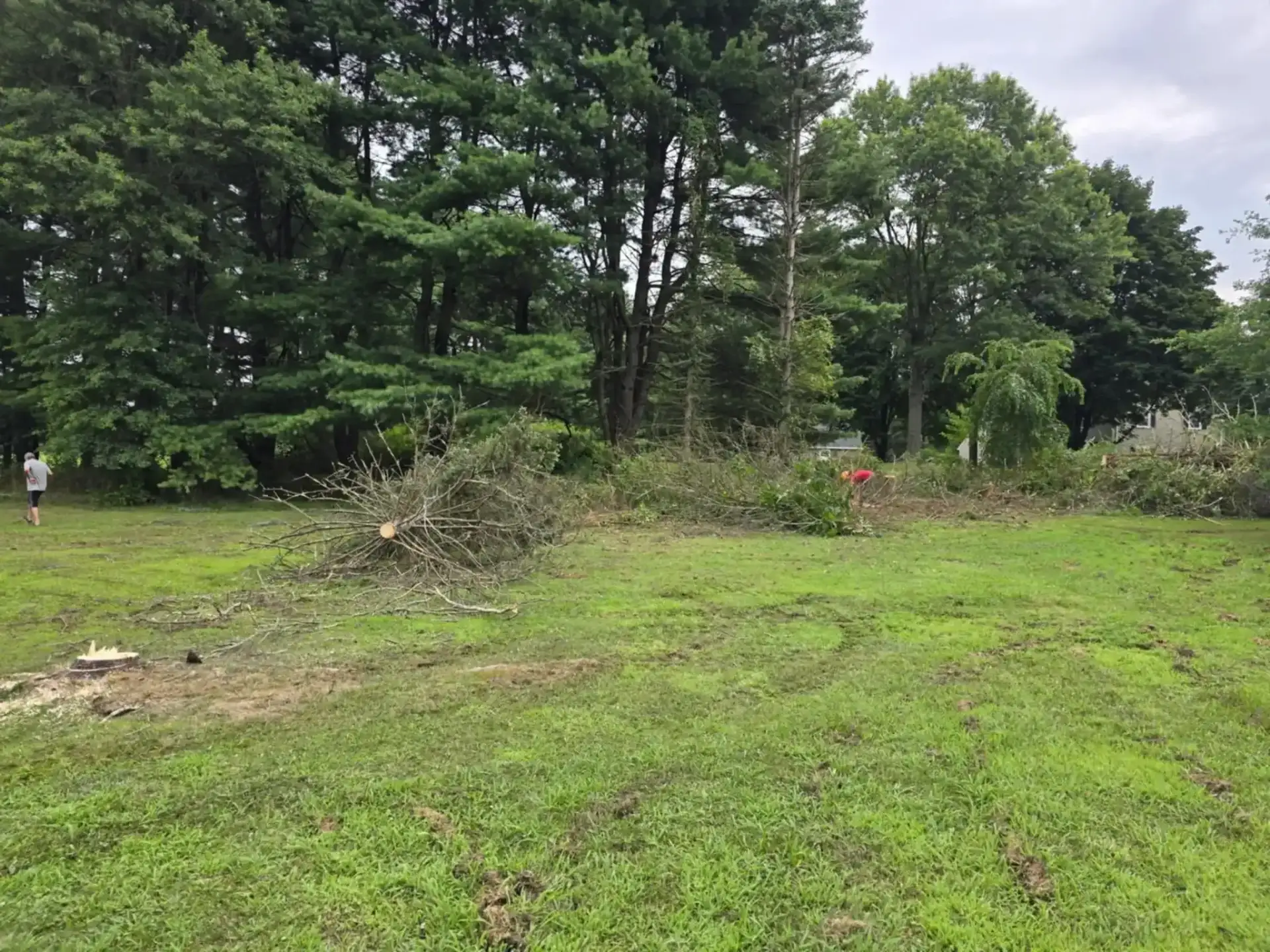 Tree removal project completion